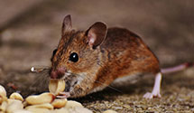 24 Hour & Emergency Exterminators in Mt Penn, PA